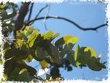 Eucalyptus